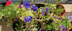 Make A Wildflower Pot
