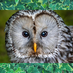 Bird Of Prey Centre Open Day