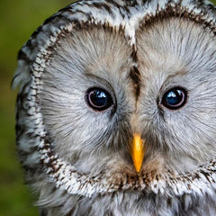 Birds of Prey Centre: Open Day 