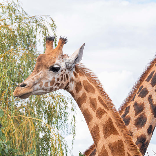 Noah's Ark Zoo Farm