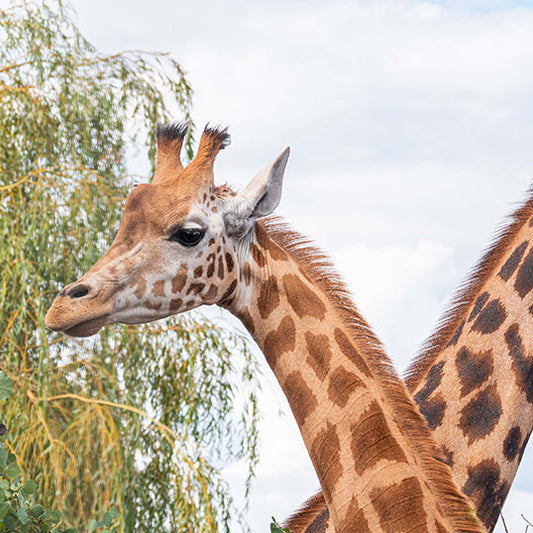 Noah's Ark Zoo Farm