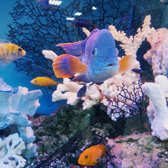 Sea and Sea Creature Toddler Crafts