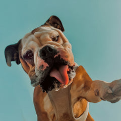 Bulldog Walk